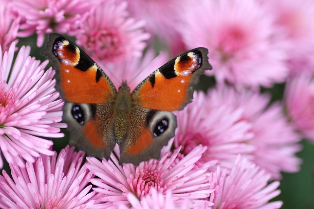 ファイル 133-8.jpg