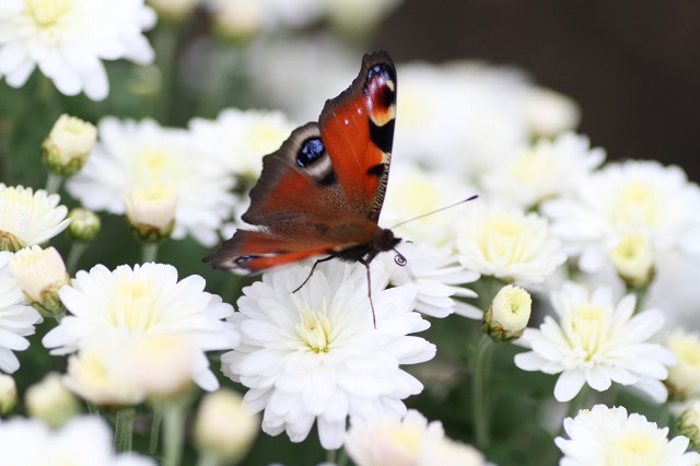 ファイル 133-9.jpg