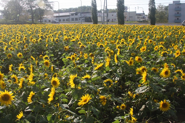 ファイル 136-2.jpg