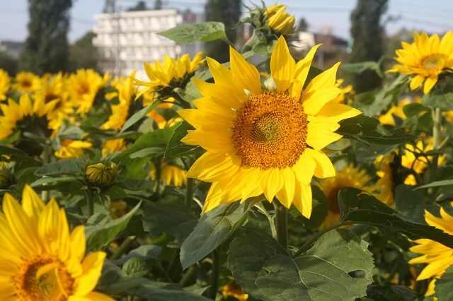 ファイル 136-3.jpg