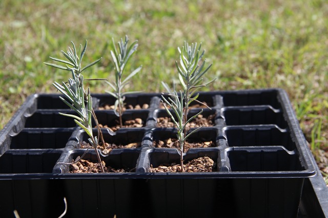 ファイル 138-5.jpg