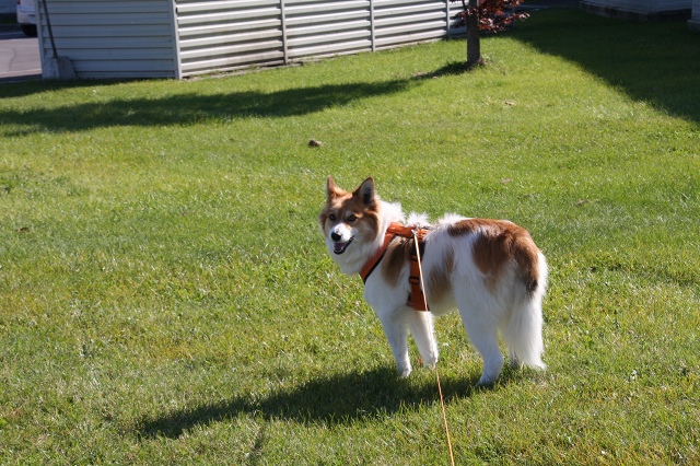 ファイル 145-5.jpg