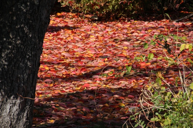 ファイル 145-6.jpg