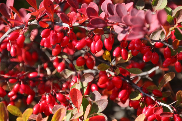 ファイル 145-7.jpg