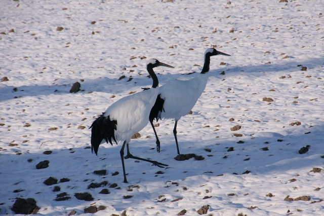 ファイル 156-1.jpg