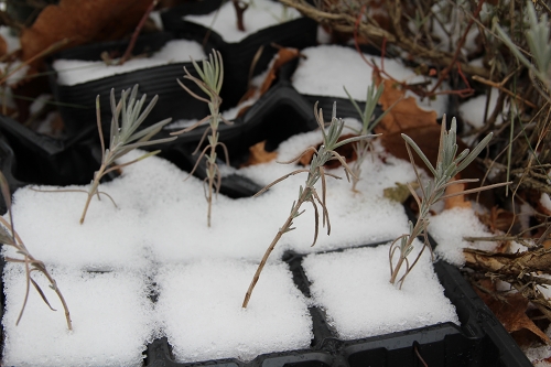 ファイル 159-2.jpg