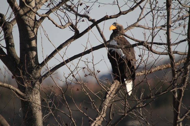 ファイル 162-1.jpg