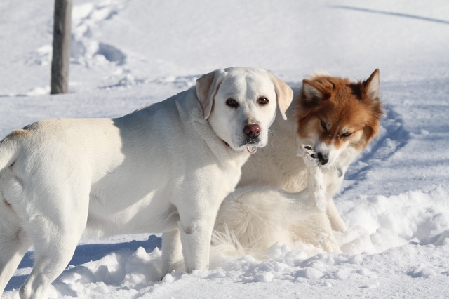 ファイル 165-5.jpg