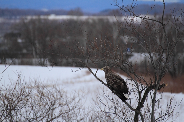 ファイル 170-2.jpg