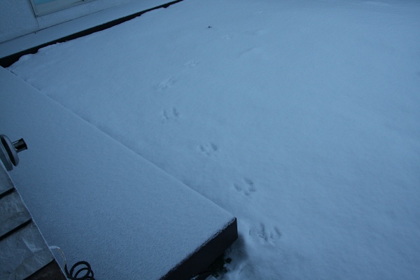 ファイル 18-1.jpg