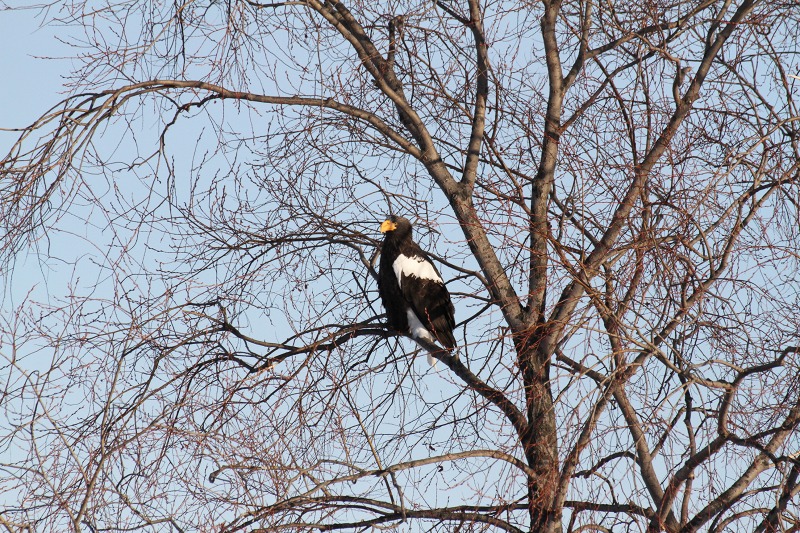 ファイル 2-1.jpg