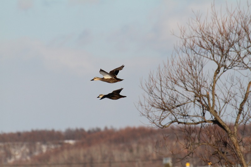 ファイル 2-7.jpg