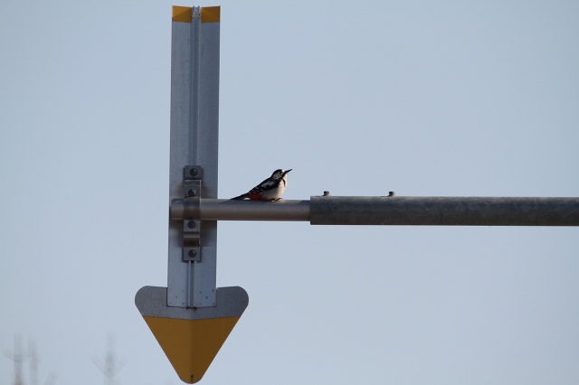 ファイル 26-2.jpg