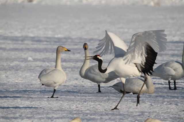 ファイル 27-1.jpg