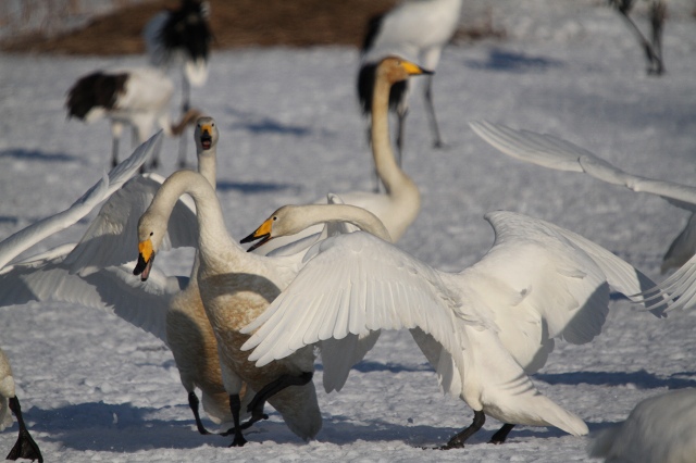 ファイル 27-3.jpg