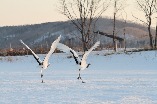 ファイル 29-1.jpg