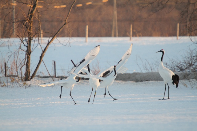 ファイル 29-2.jpg