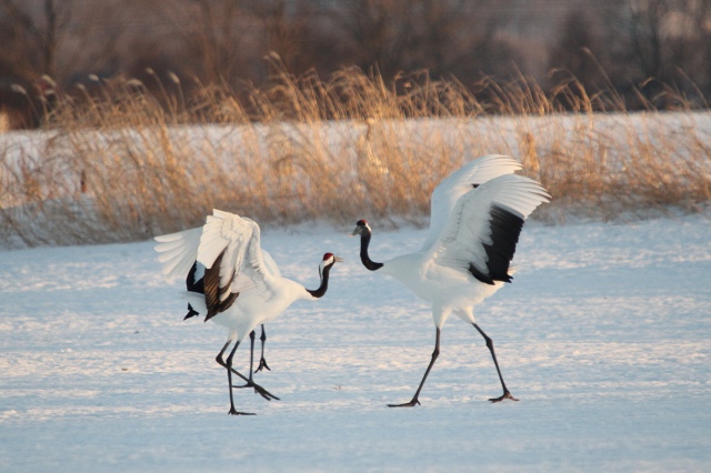 ファイル 29-3.jpg