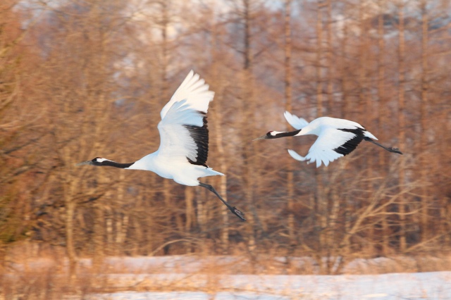 ファイル 29-5.jpg