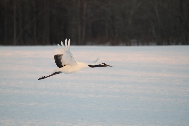 ファイル 29-7.jpg