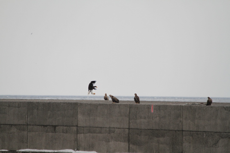 ファイル 32-2.jpg