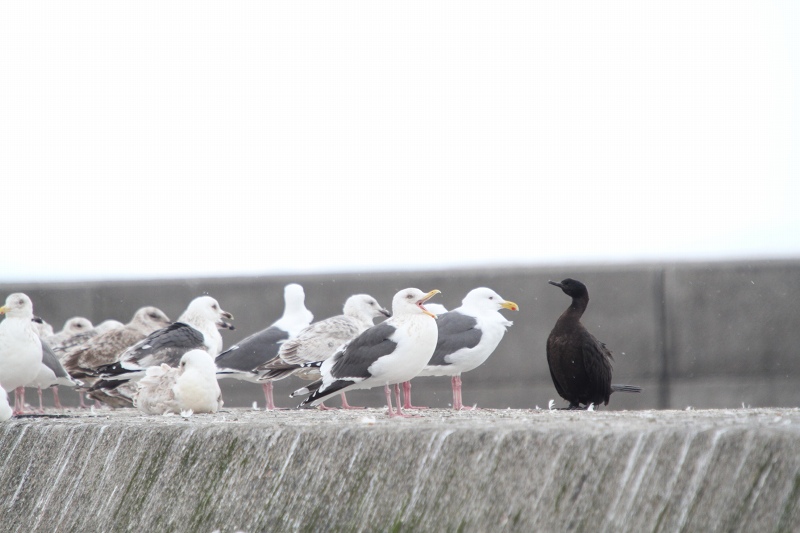 ファイル 32-6.jpg