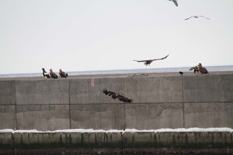 ファイル 32-7.jpg