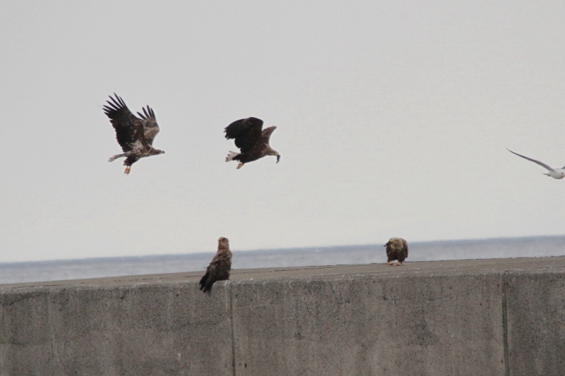 ファイル 32-8.jpg