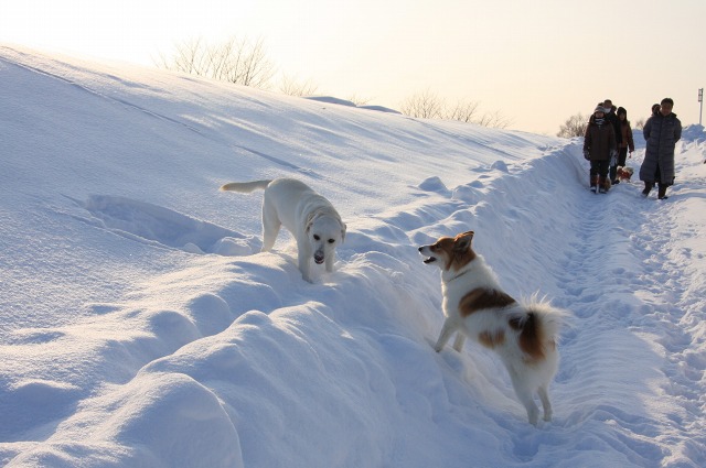 ファイル 4-1.jpg