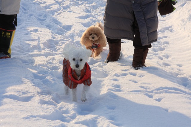 ファイル 4-2.jpg