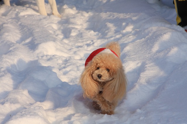 ファイル 4-4.jpg