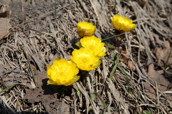 ファイル 42-2.jpg