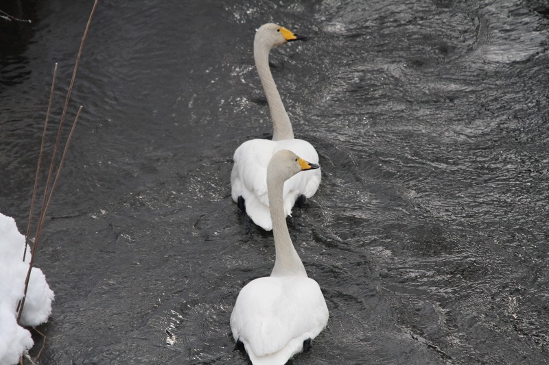 ファイル 5-5.jpg