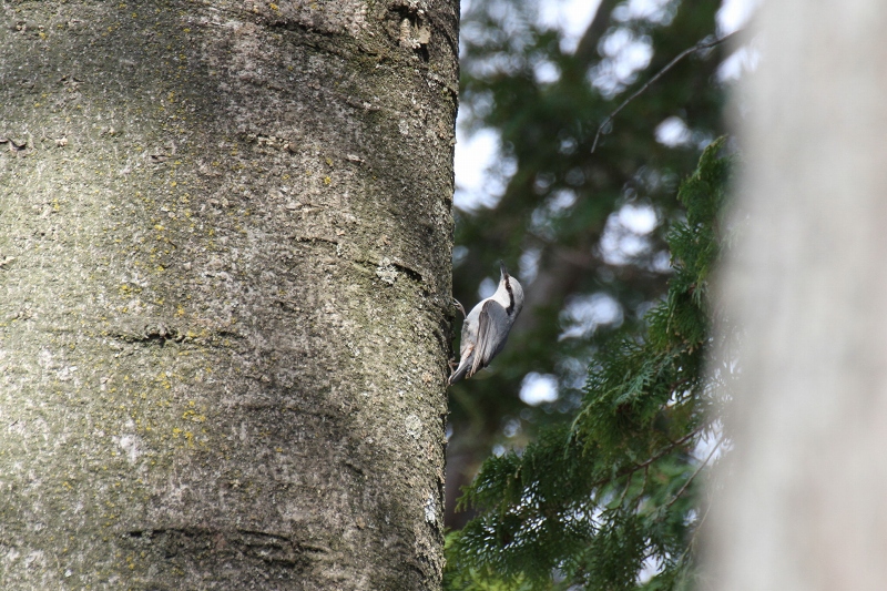 ファイル 51-3.jpg