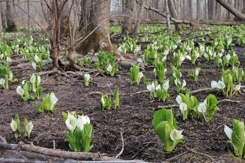 ファイル 59-1.jpg