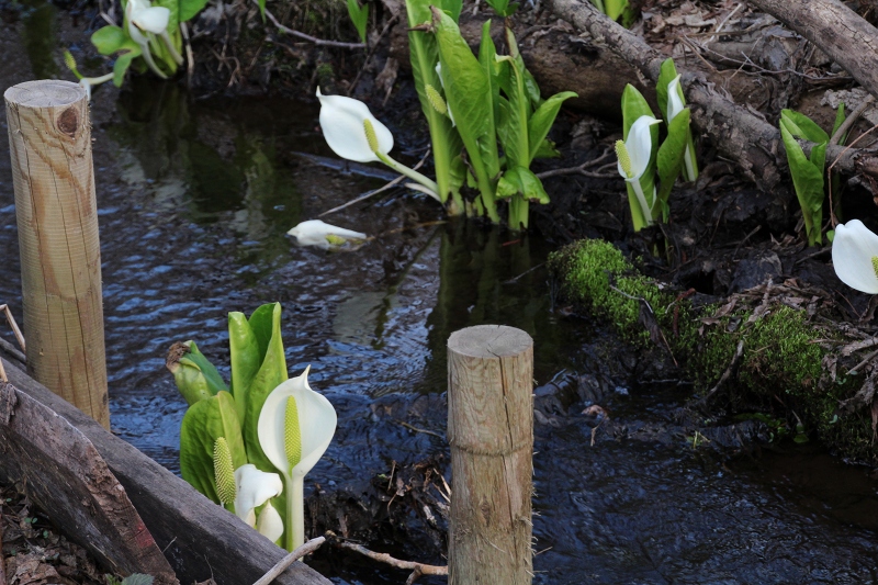 ファイル 59-2.jpg