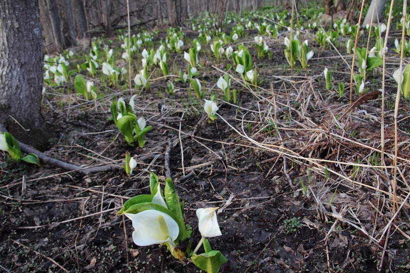 ファイル 59-5.jpg