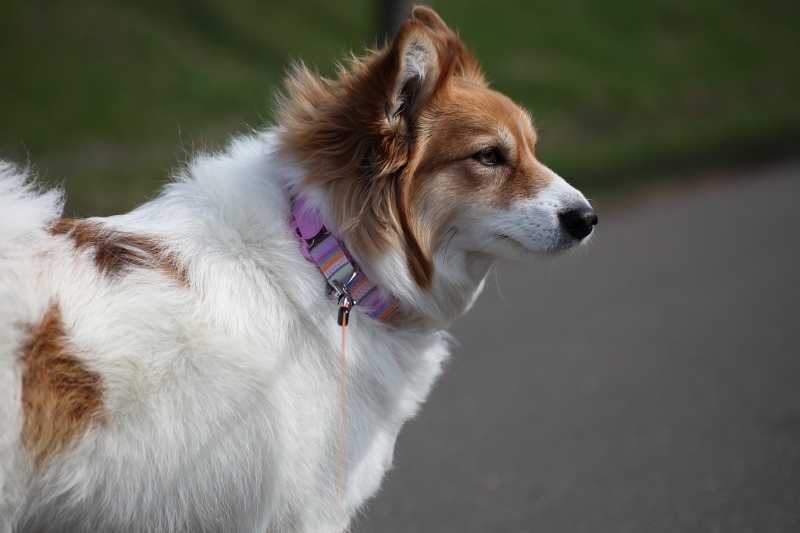 ファイル 60-1.jpg