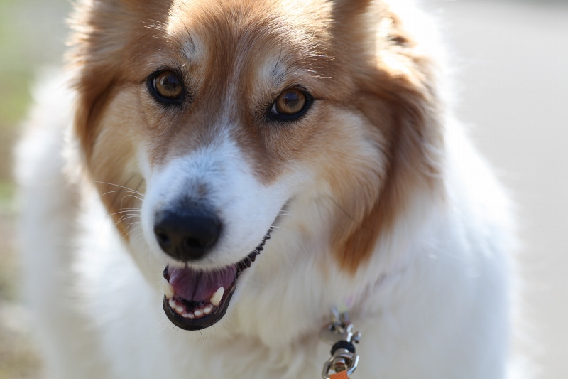 ファイル 60-8.jpg