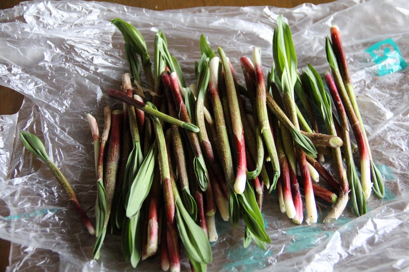 ファイル 62-1.jpg