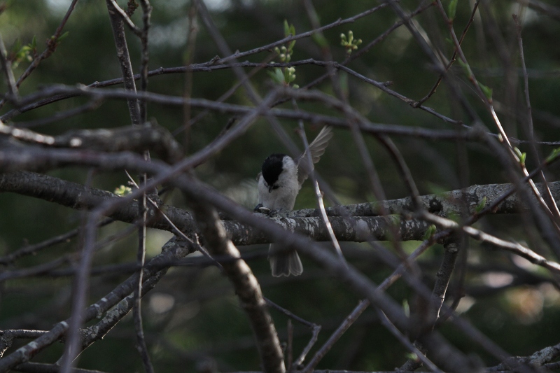 ファイル 67-1.jpg