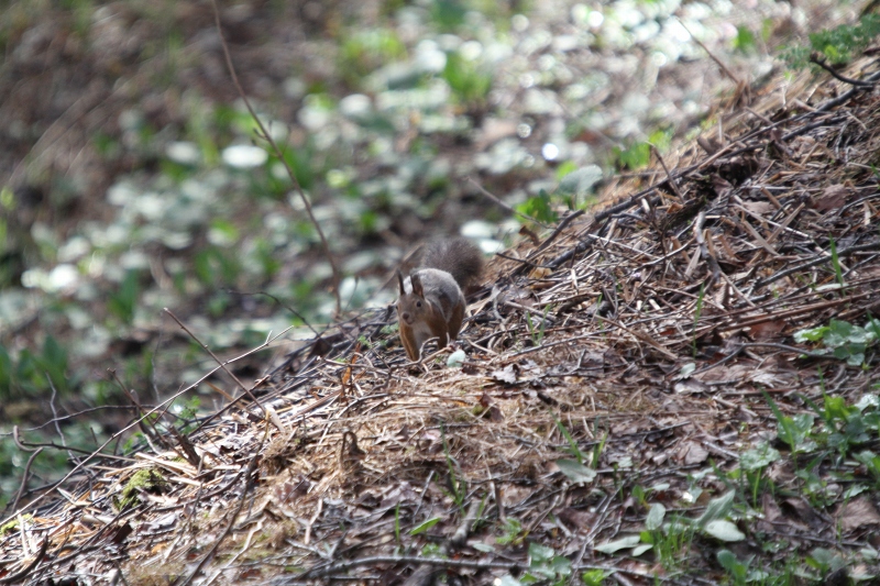 ファイル 67-3.jpg