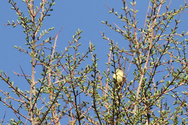 ファイル 71-1.jpg