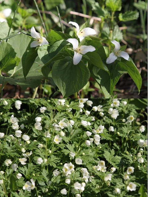 ファイル 71-2.jpg