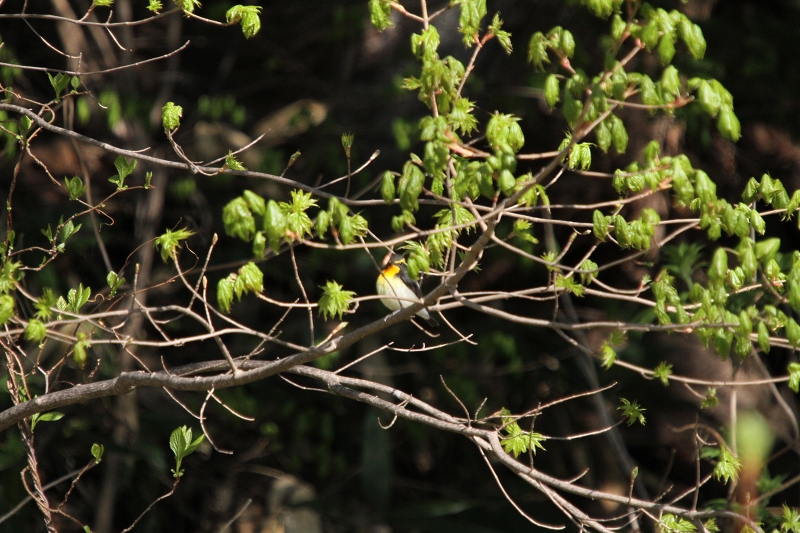 ファイル 71-3.jpg