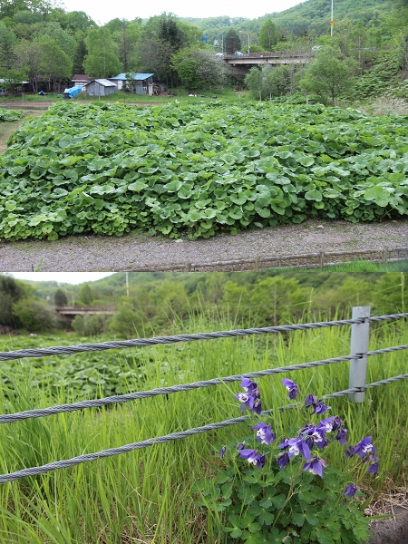 ファイル 78-7.jpg