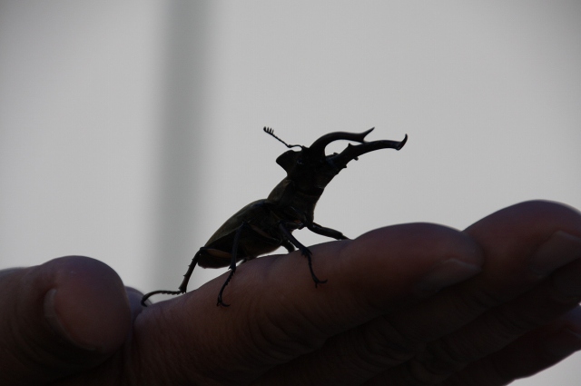 ファイル 88-1.jpg