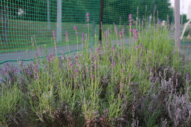 ファイル 92-5.jpg