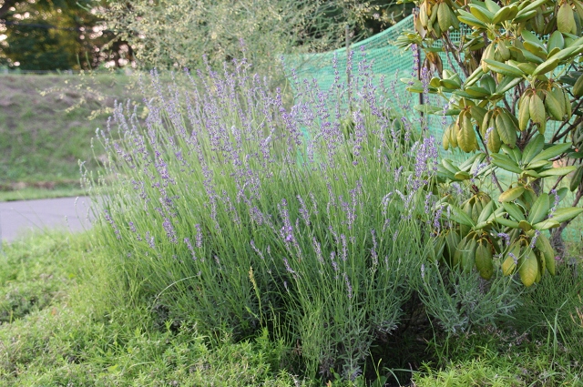 ファイル 92-7.jpg