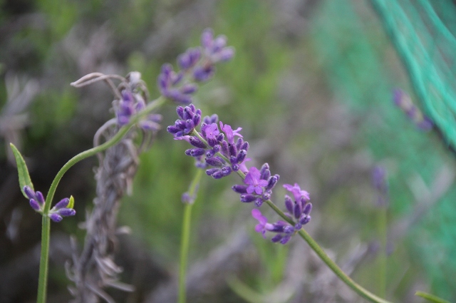 ファイル 92-8.jpg